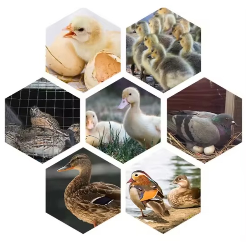 Инкубатор для яиц птицы, солне – обзор и цена Poultry Incubator